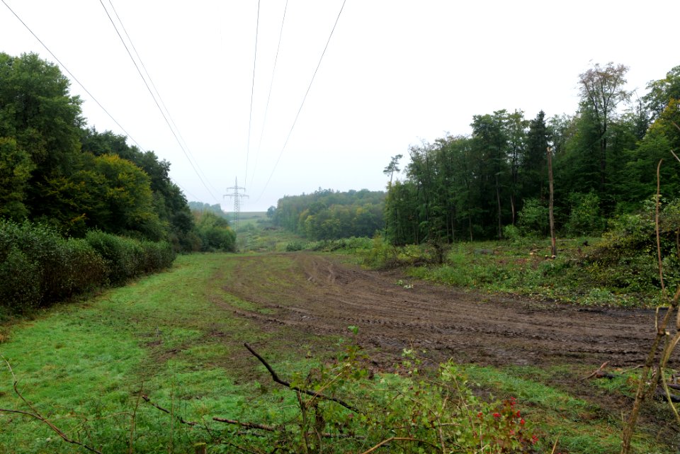 Maulbach forest after tree cuttings 2020-10-08 43