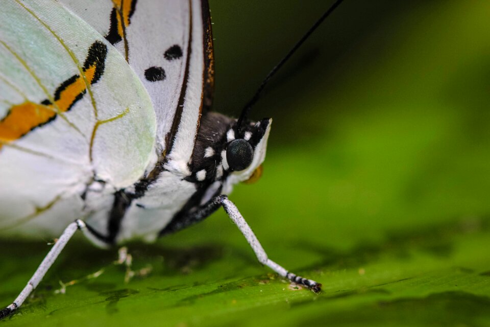 Nature the forests butterfly