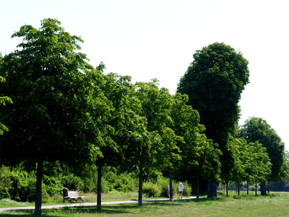 Maselakepark 2019-07-24 04