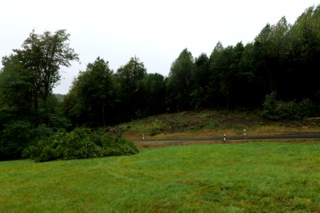 Maulbach forest after tree cuttings 2020-10-08 09