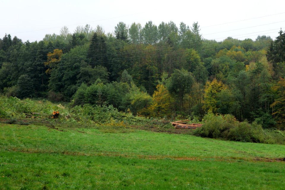 Maulbach forest after tree cuttings 2020-10-08 108