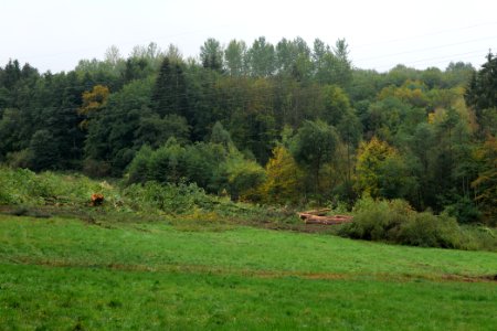 Maulbach forest after tree cuttings 2020-10-08 108
