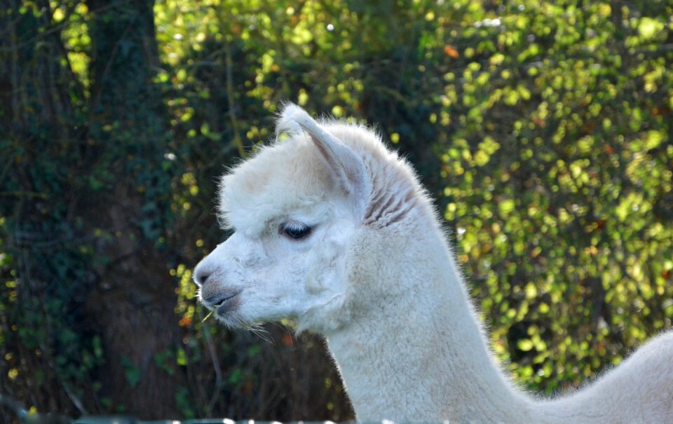 Camelid domestic south america animal white fur