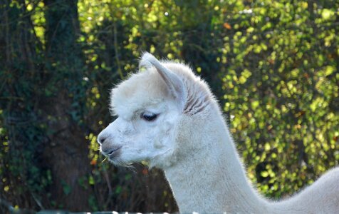 Camelid domestic south america animal white fur