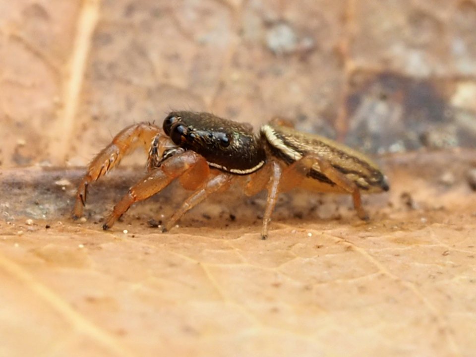 Marpissa grata 114575437