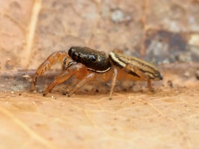Marpissa grata 114575437