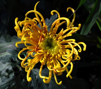 Nature garden bloom
