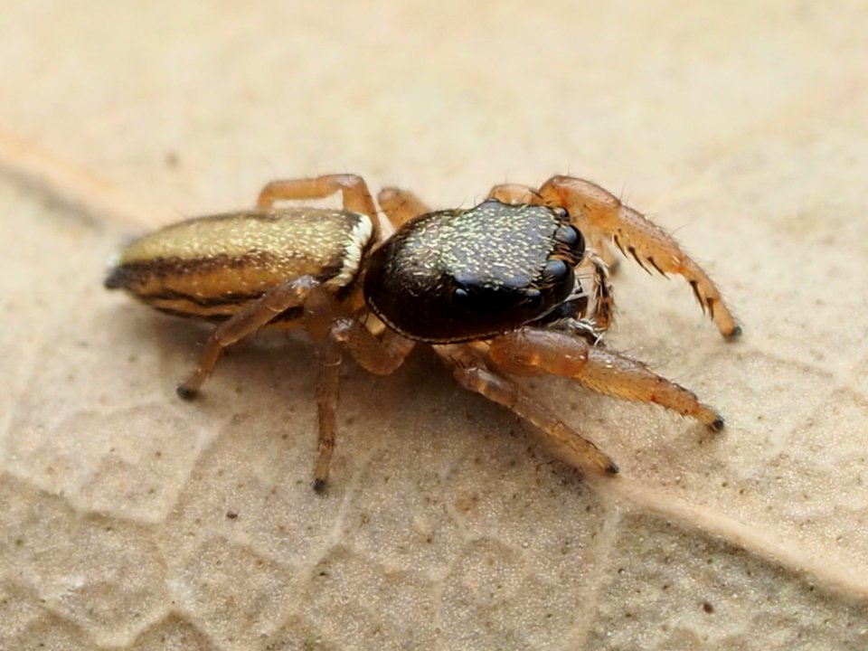Marpissa grata 114575425