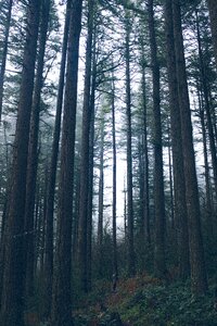 Dark camping vacation