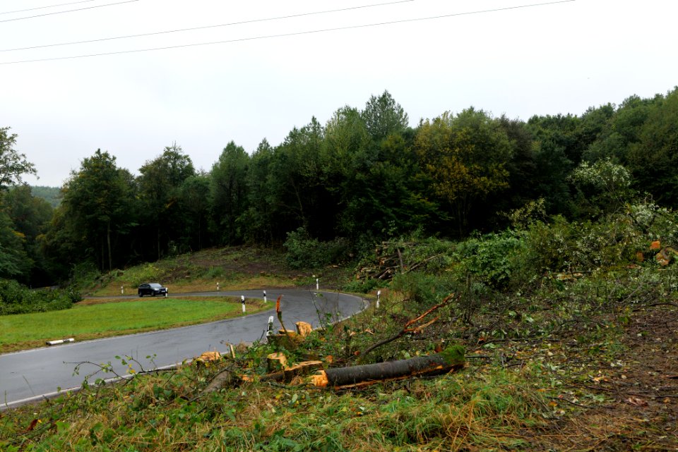 Maulbach forest after tree cuttings 2020-10-08 18