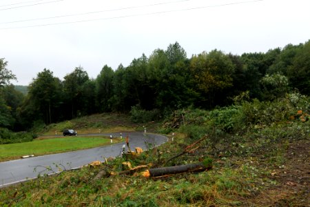 Maulbach forest after tree cuttings 2020-10-08 18