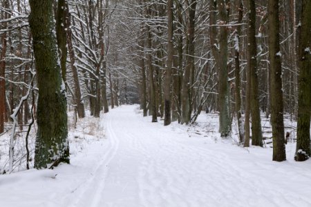 Mauerweg in the Spandauer Forst with snow 2021-02-09 01