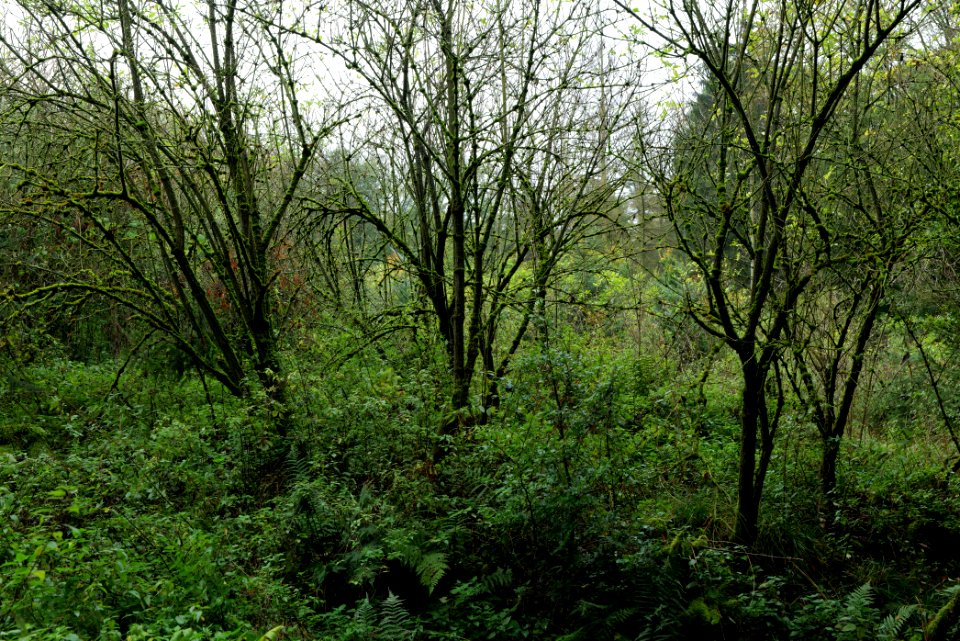 Maulbach forest 2020-10-08 47
