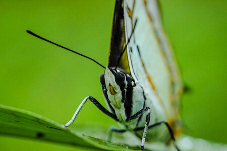 Nature the forests butterfly