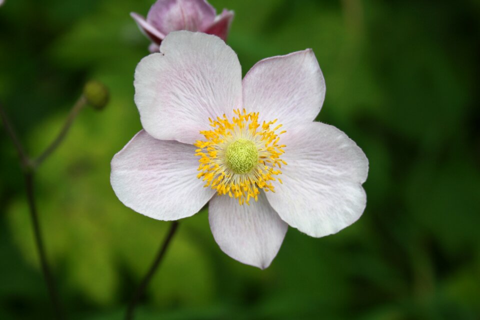 Plant pink garden
