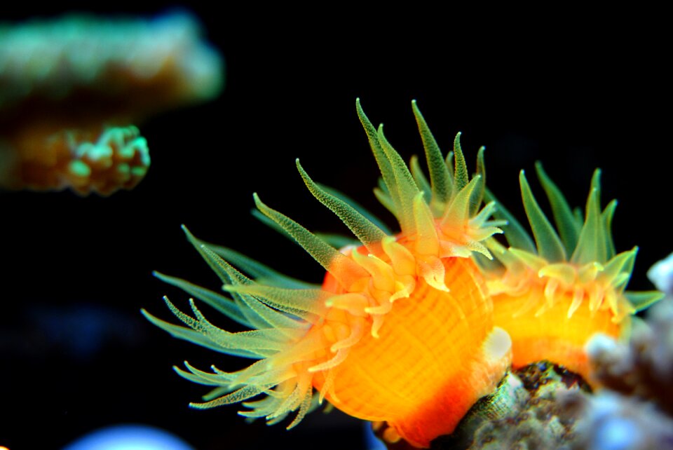 Underwater water marine