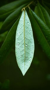 Rain drop growth photo