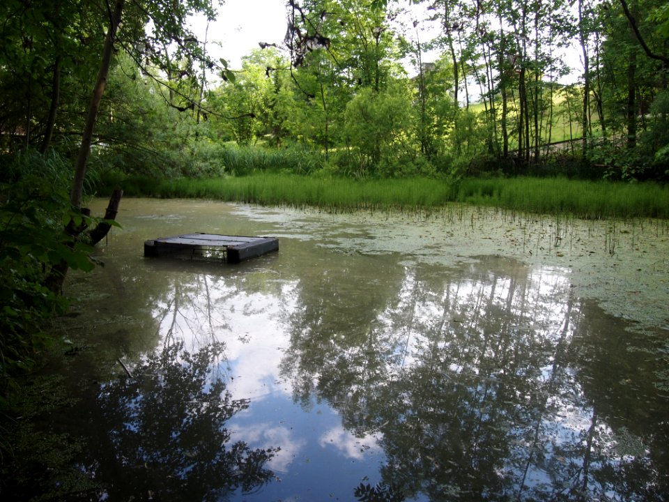 Markt Irsee, Weiher am Forstanger (Lotti-Weiher) (06)