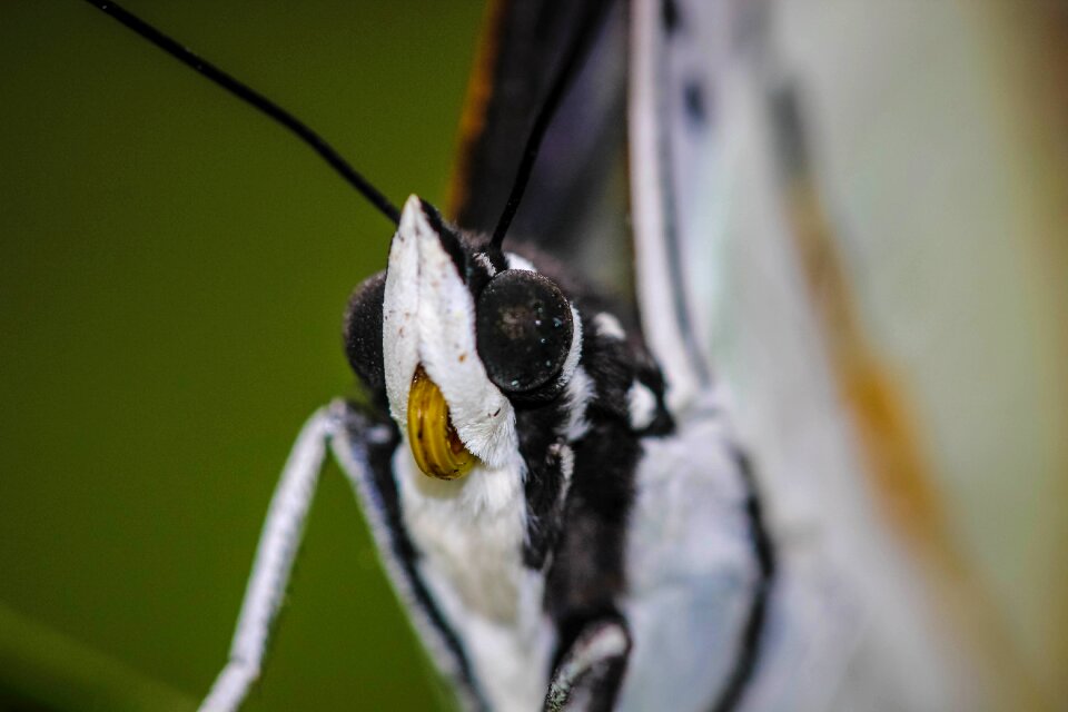 Nature the forests butterfly