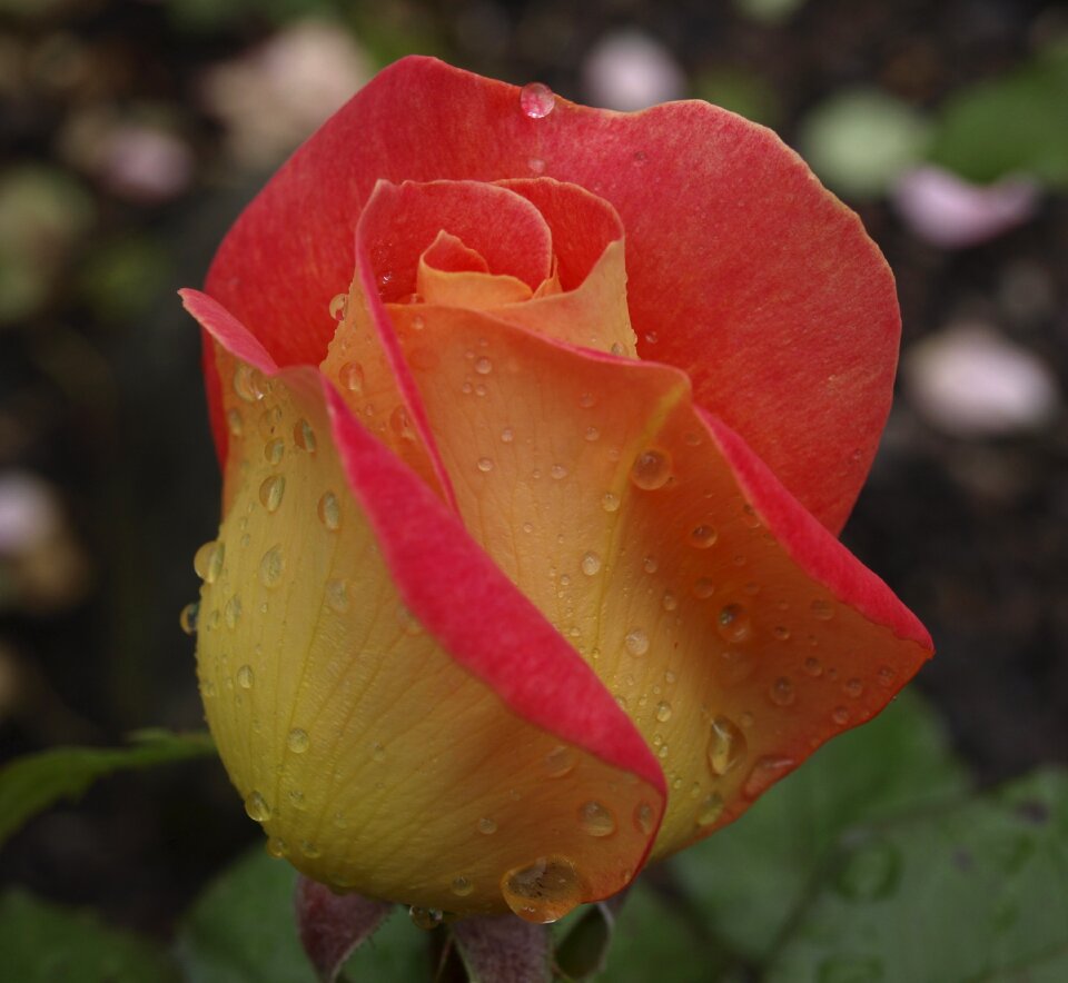 Bloom plant red