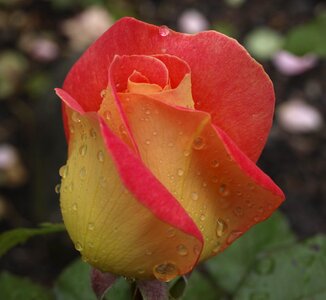Bloom plant red
