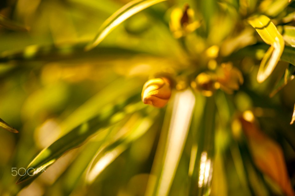 Macro Nature Flower Shots (211357655)