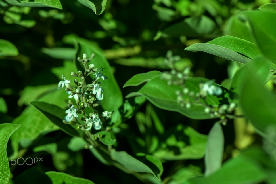 Macro Nature Flower Shots (211357661)