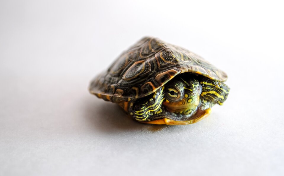 Turtle reptile aquatic
