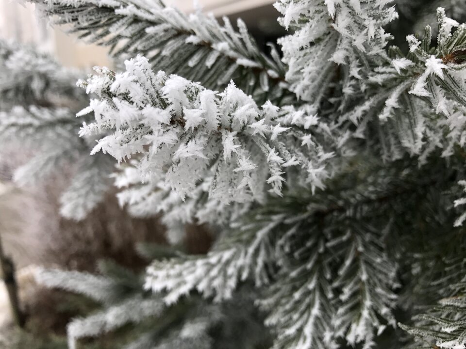 Closeup needles christmas tree
