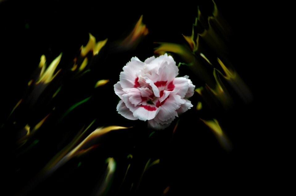 Flora bloom botany