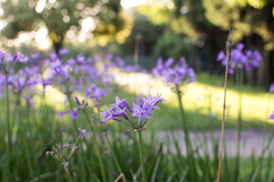 Violet garden nature