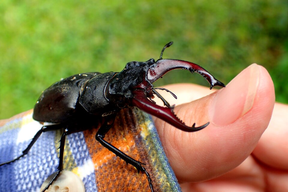 Stag beetle strictly protected beetle