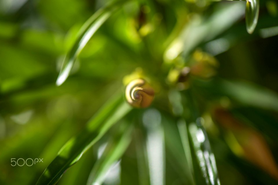 Macro Nature Flower Shots (211357653)