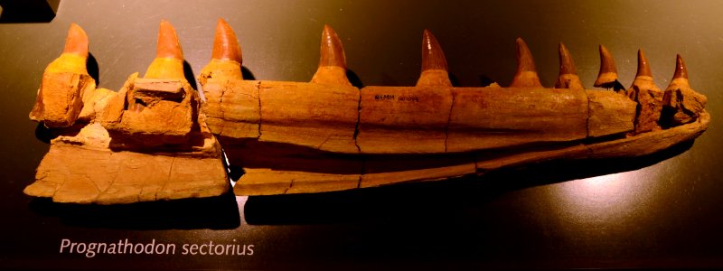 Maastricht Prognathodon 26092015 1