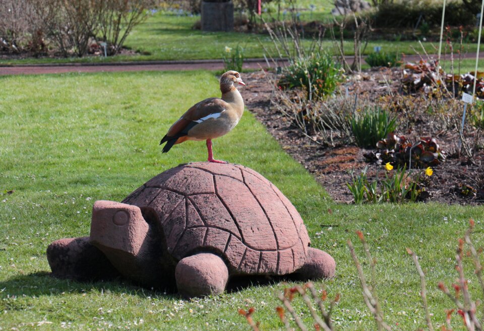 Summer animal goose