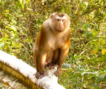 Macaca leonina at Khao Yai NP