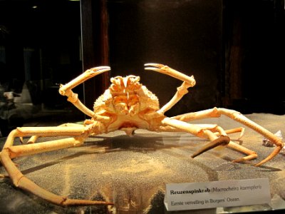 Macrocheira kaempferi (Japanese spider crab), first moult in Burgers zoo (Ocean), Arnhem, the Netherlands
