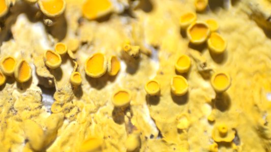 Macro Moss (155561995)