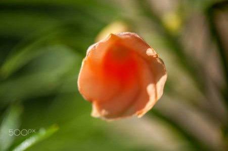 Macro Nature Flower Shots (211357657) photo