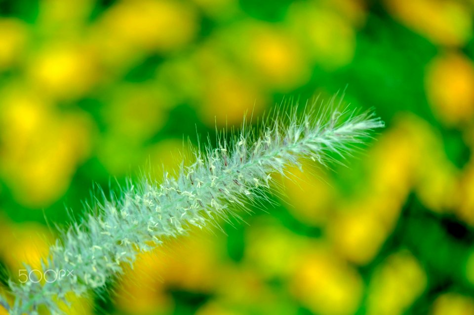 Macro Nature Flower Shots (211357697)
