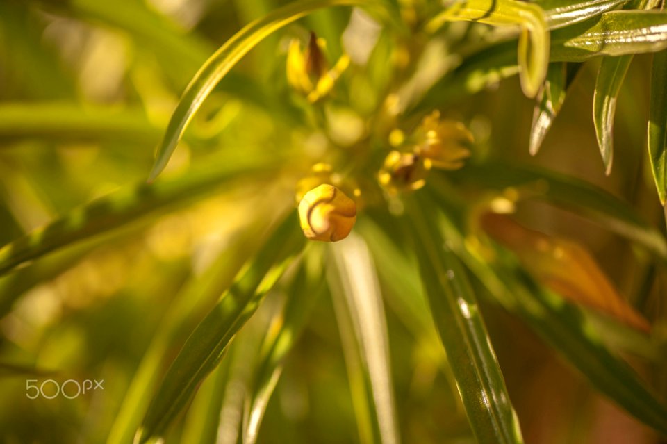 Macro Nature Flower Shots (211357651)
