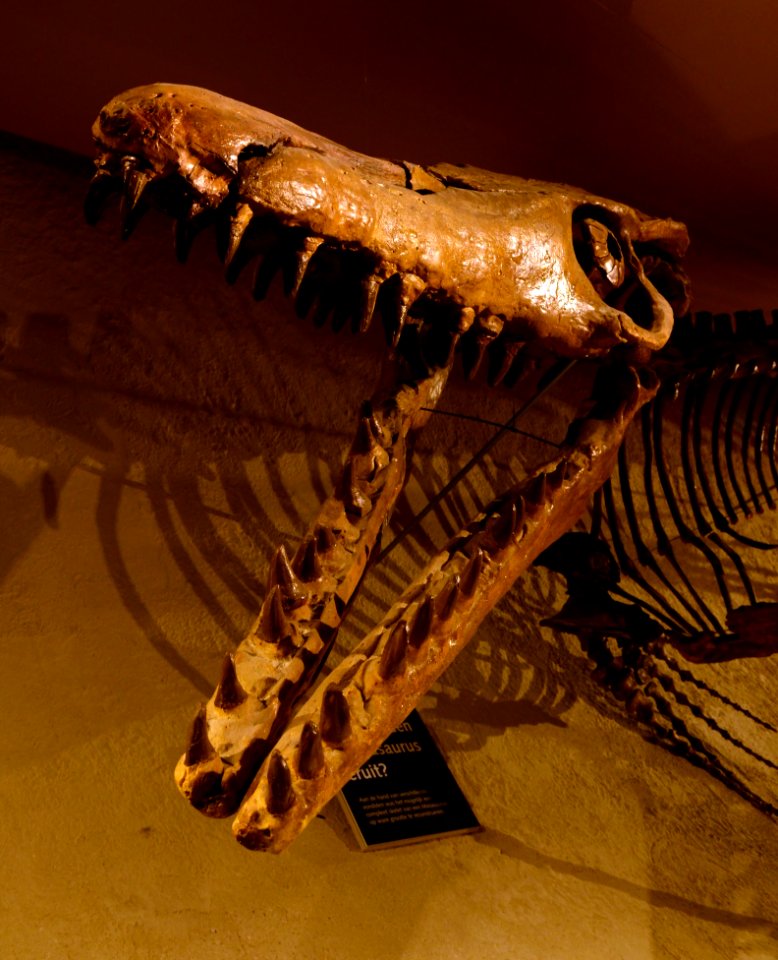 Maastricht Mosasaurus 26092015 09