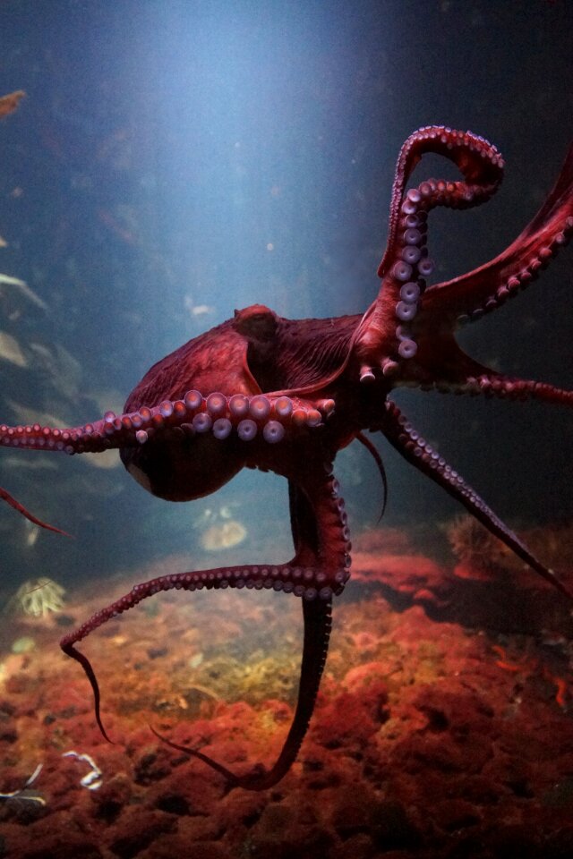 Fauna water invertebrate