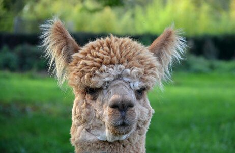 Domestic animal camelid domestic south america