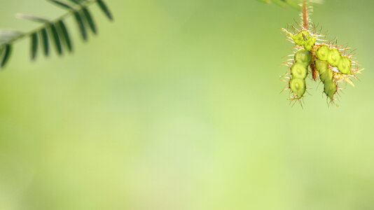 By nature grass flower