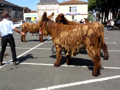 Melle (Deux-Sèvres) Concours baudets du Poitou 2012, 14 juin (4)