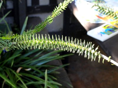 Melaleuca diosmifolia - Balboa Park Botanical Building - DSC06778