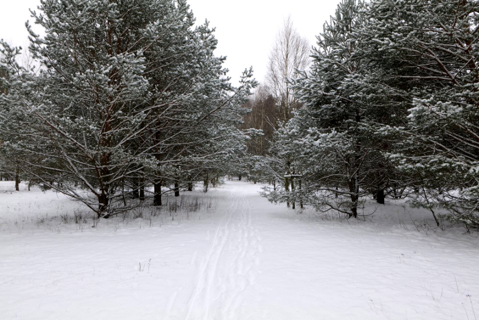 Meadow in the northeast of the Spandauer Forst with snow 2021-02-09 03