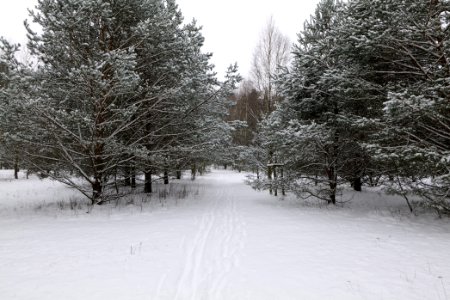 Meadow in the northeast of the Spandauer Forst with snow 2021-02-09 03