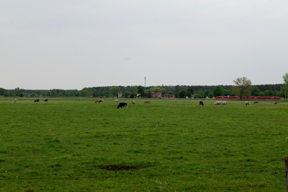 Meadow in Sommerfeld 2020-05-10 13